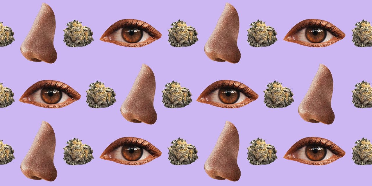 alternate photos of cannabis, nose then eyes