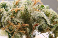 SSH super silver haze cannabis marijuana sativa