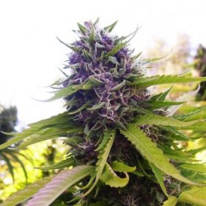 blueberry strain marijuana cannabis
