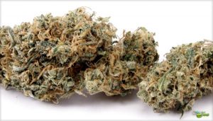 cannatonic strain cannabis marijuana hybrid