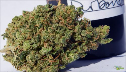 marijuana cannabis strain durban poison