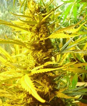 uk cheese hybrid marijuana cannabis