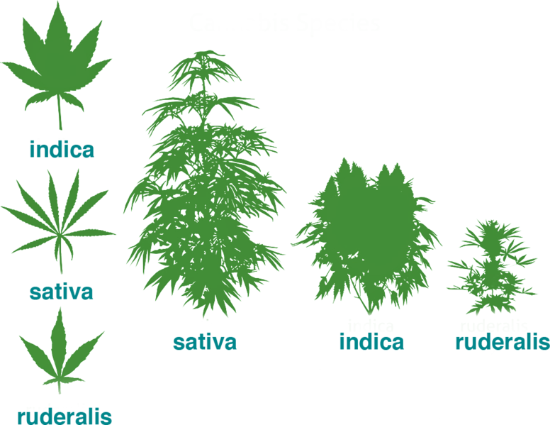 Cannabis; weed; marijuana; cultivars; genotypes; cannabis sativa; sativa; indica; ruderalis.