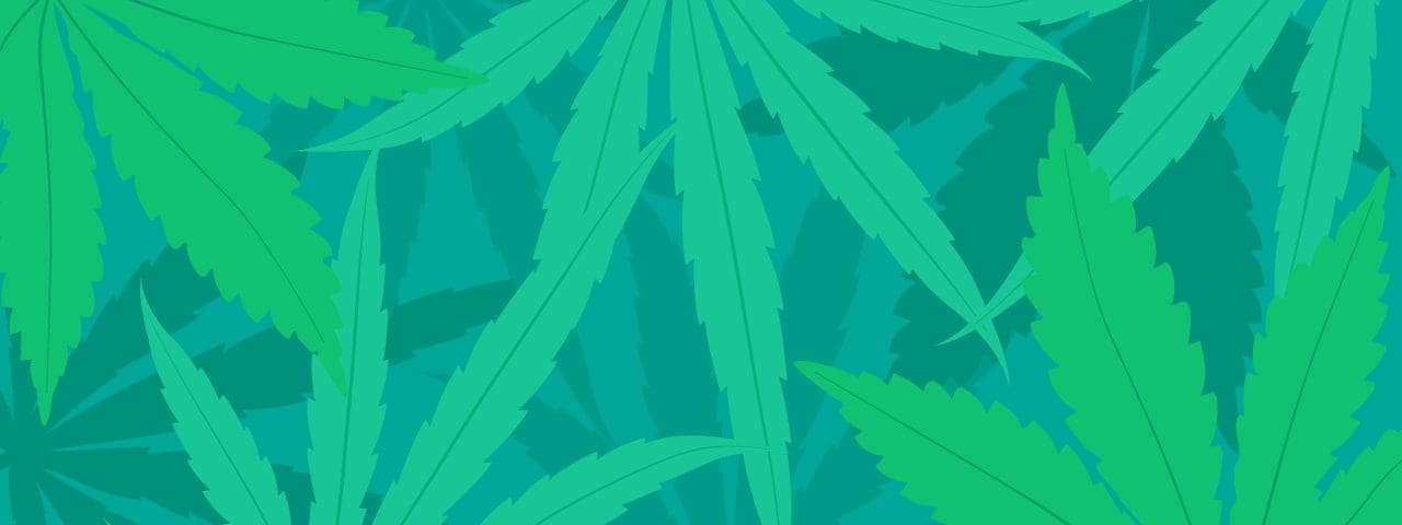 Cannabis leaves with different hues overlapping each other