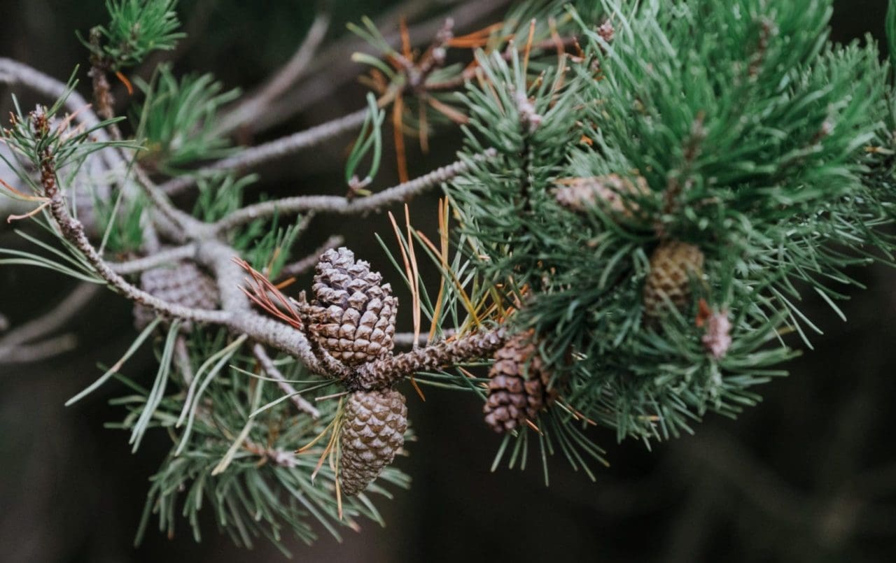 What is pinene? Terpene benefits and uses