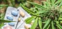 Cannabis vs. opioids: What’s best for treating pain?