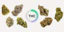 4/8 - The 7 Highest THC Strains to Try in 2024