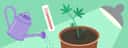 A beginner’s guide to growing marijuana indoors