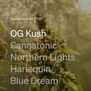 6/10 - Best Marijuana Strains for PTSD