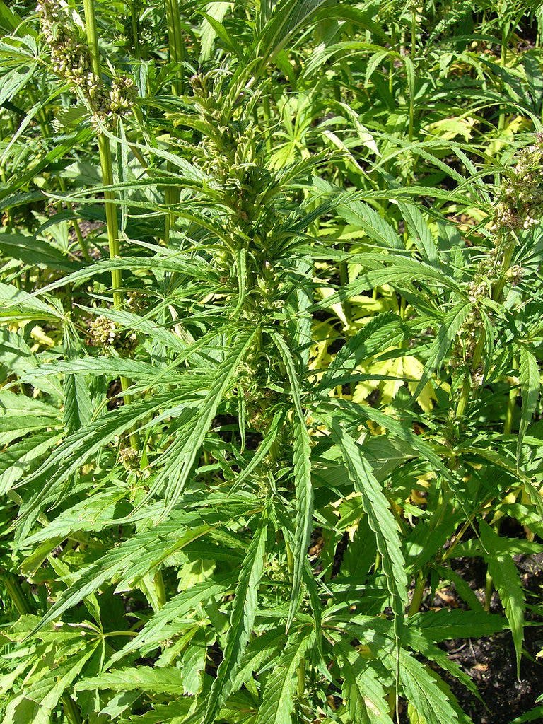 Qué son y cómo se clasifican las semillas de marihuana? - Noticias