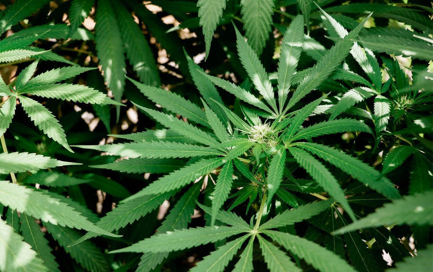 Guía 2024: tipos de semilla de marihuana