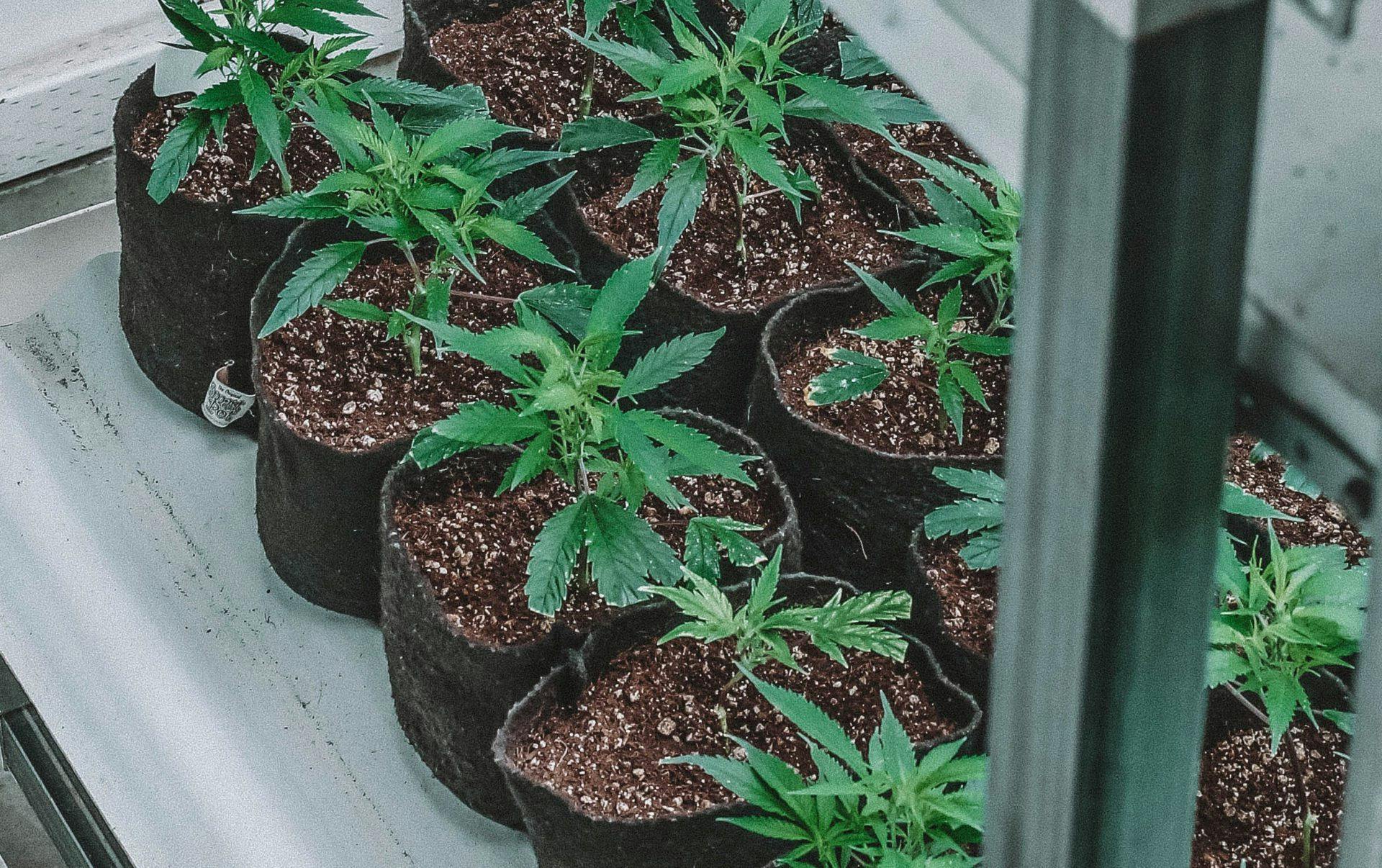 How to Grow Cannabis (Easy 10-Step Guide)