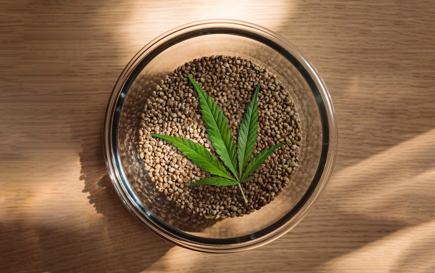 Que semillas de Marihuana comprar?