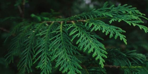 What Is Cedrene? Benefits, Uses, and Risks