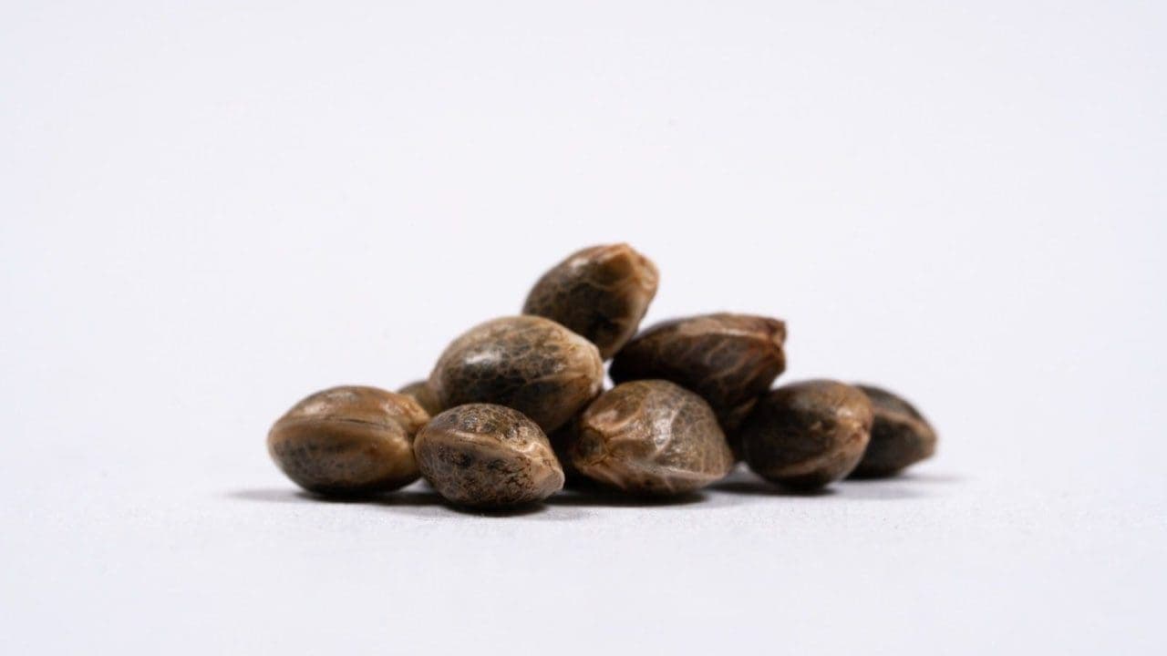 Do Weed Seeds Go Bad?