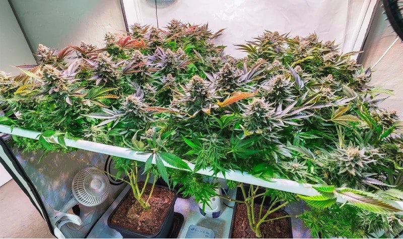 Control de humedad en cultivo interior de marihuana