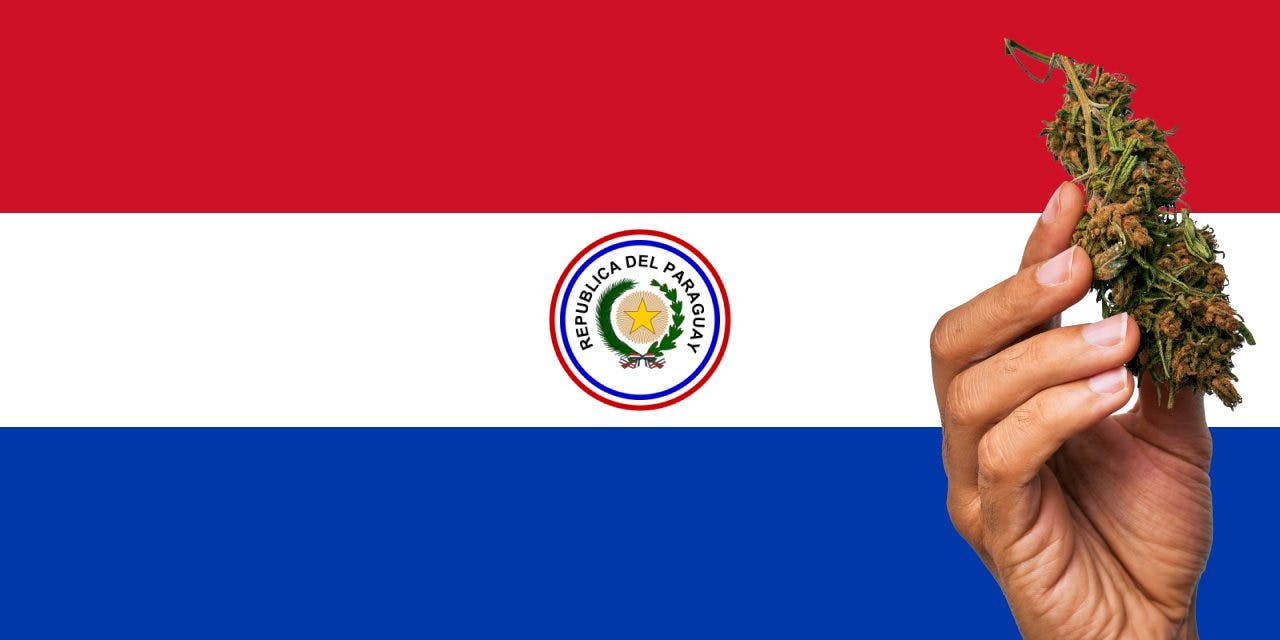 graphic of the Paraguay flag with a cannabis bud in front of it