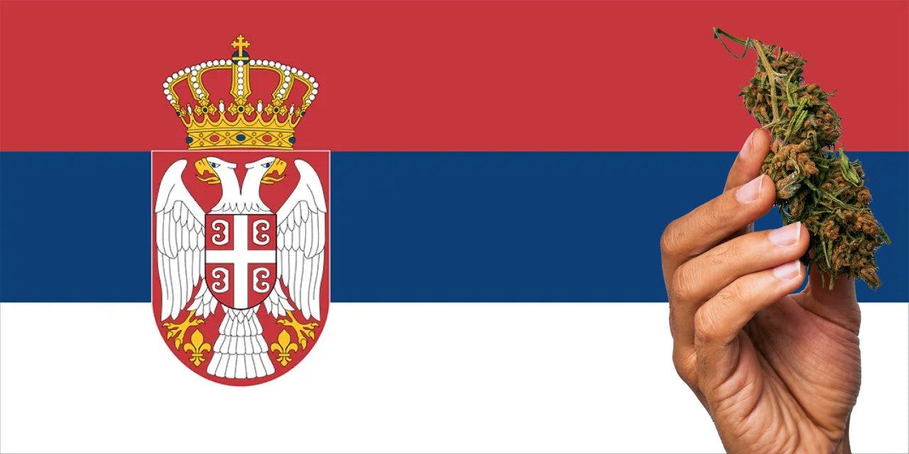Serbia flag with a hand holding a marijuana infront of it
