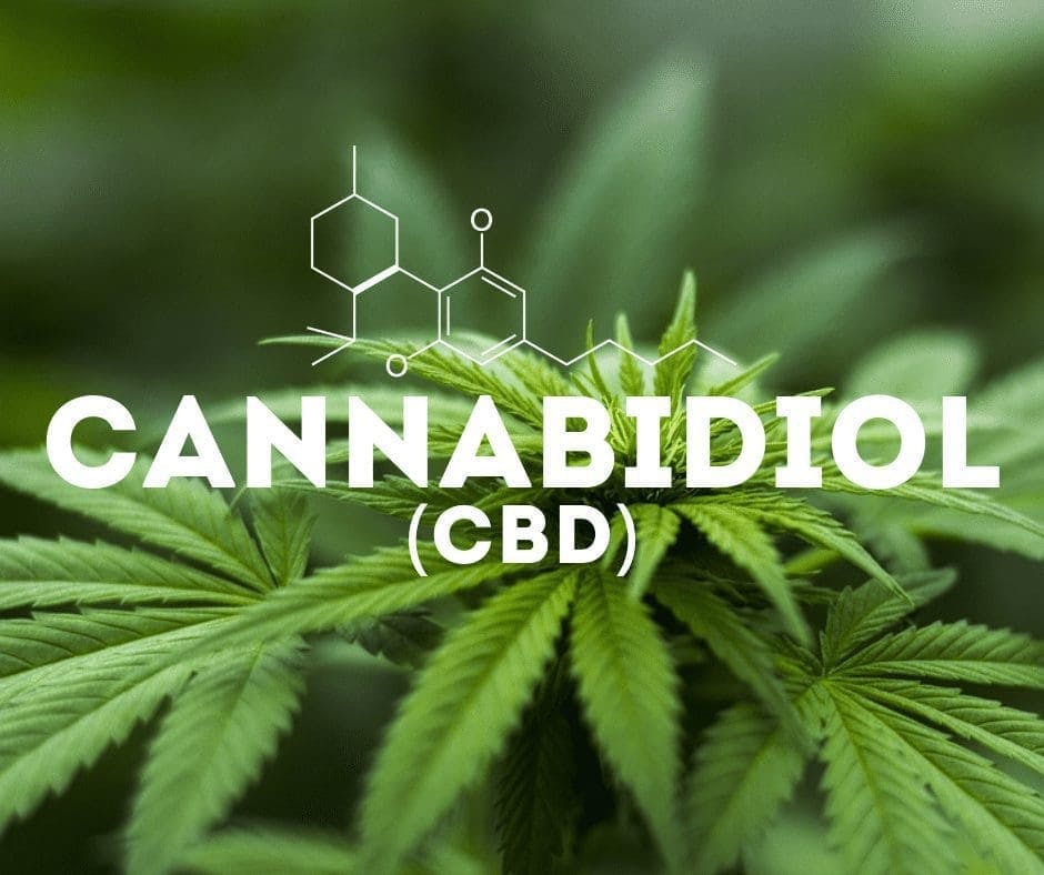Cannabis, hemp, marijuana plant with CBD and skeletal chemical structure of CBD.