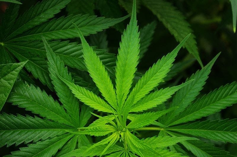 Cannabis; marijuana; leaf; growing; weed; pot.