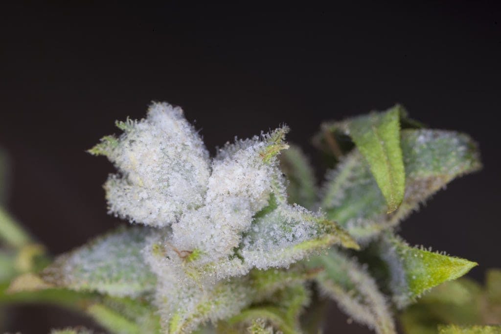 closeup of white mold on cannabis plant leaves