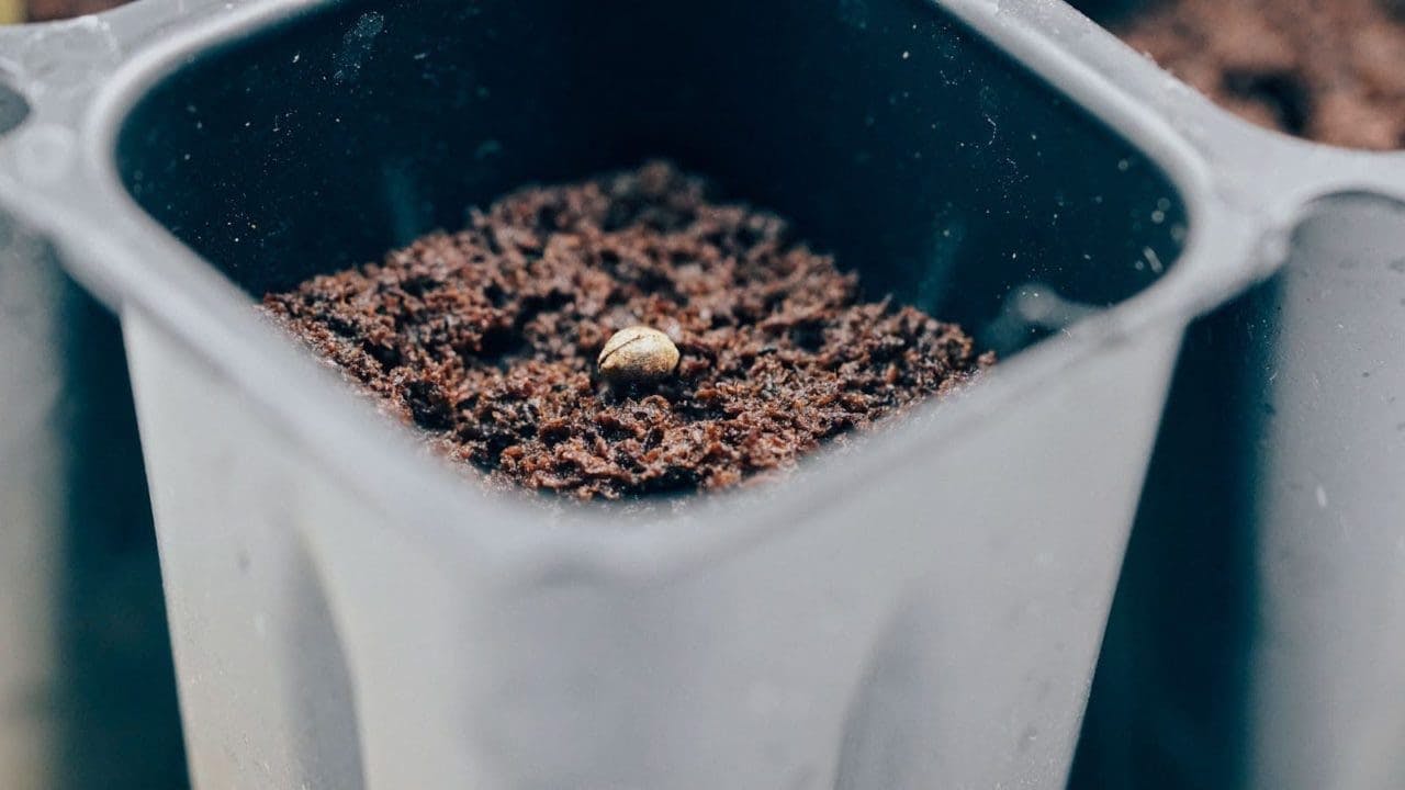 una semilla no germinada sobre la tierra