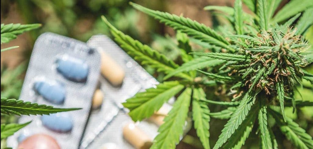 Cannabis plant next to some prescription pills - opioids.