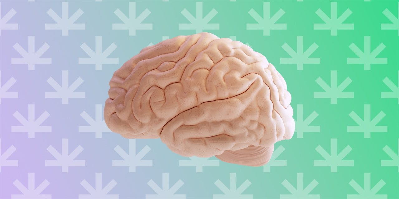 clay human brain model