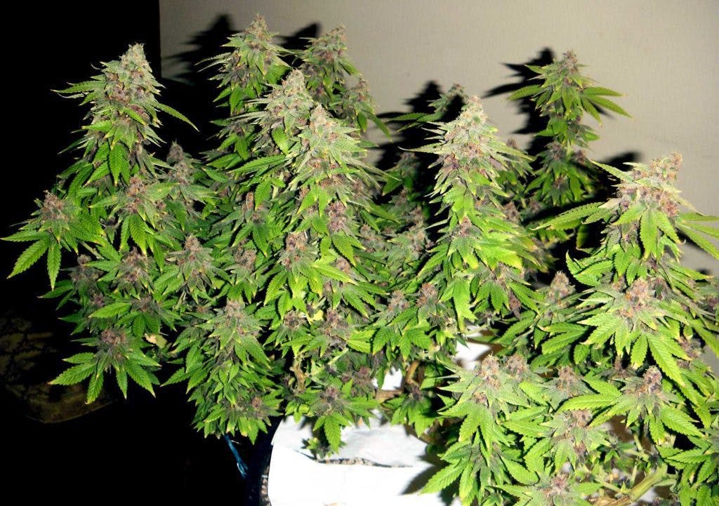 Cannabis ruderalis; autoflowering; Cannabis sativa; Cannabis indica; growing marijuana; homegrown cannabis.