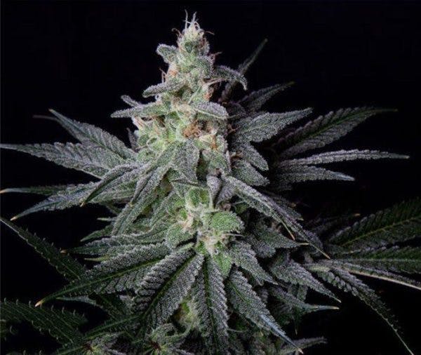 Cepa de cannabis Jack Herer, una cepa conocida por sus altas cantidades de THC. El término genérico es Bedrocan.