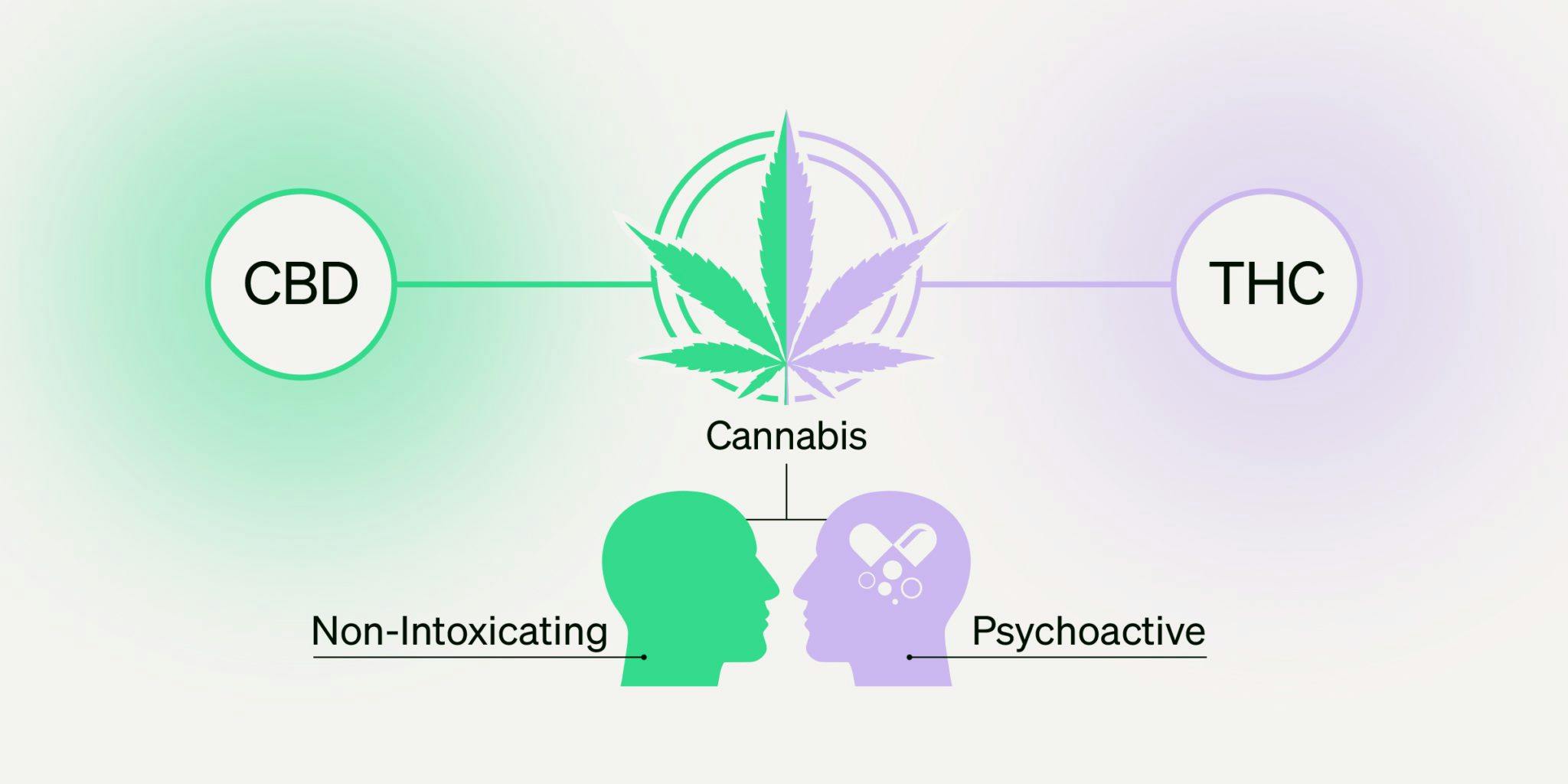 infographic of the differences and similarities of CBD and THC