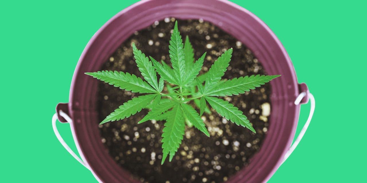 top view of a cannabis plant planted in a bucket
