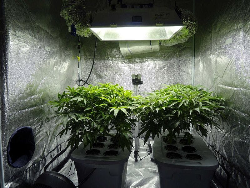 2 plantas de cannabis en una instalación hidropónica de interior.