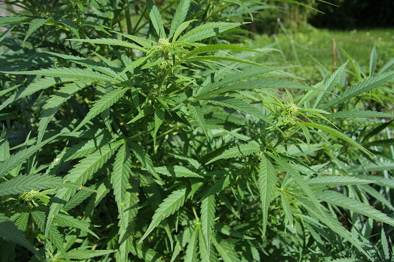 Cannabis sativa plant.