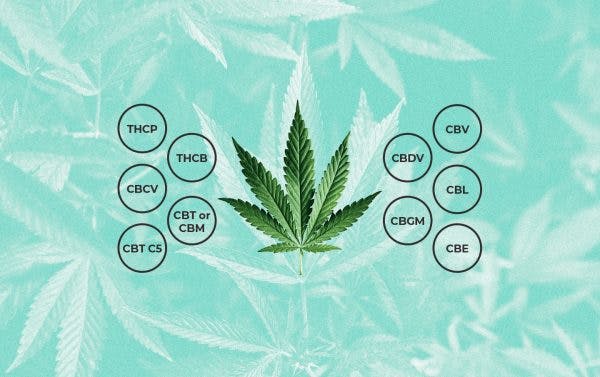 Minor cannabinoids in the cannabis plant,