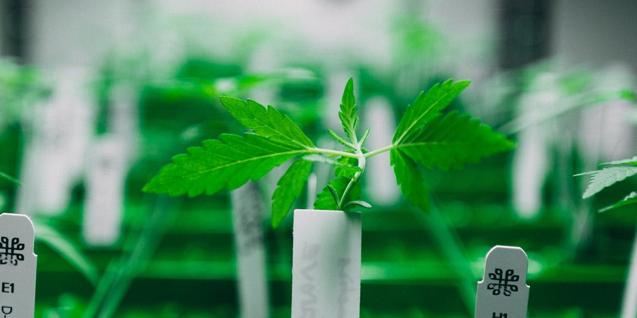 closeup cannabis plant growing in a hydroponic medium.