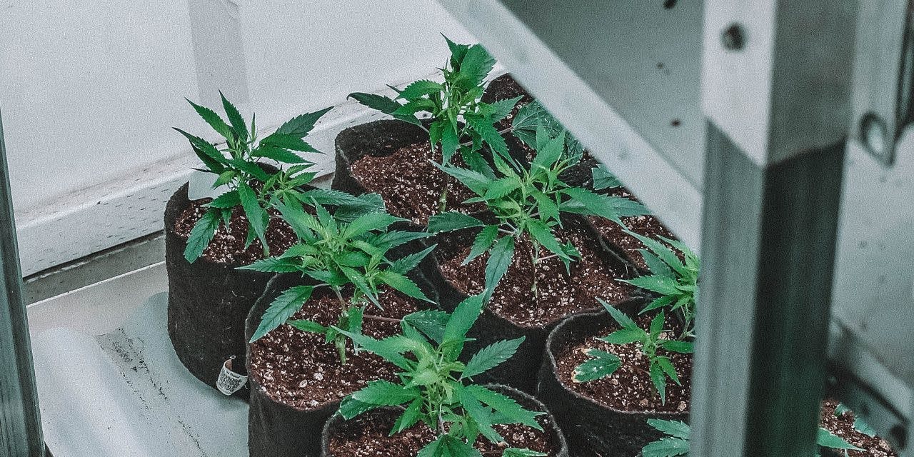 indoor cannabis plants on plastic containers