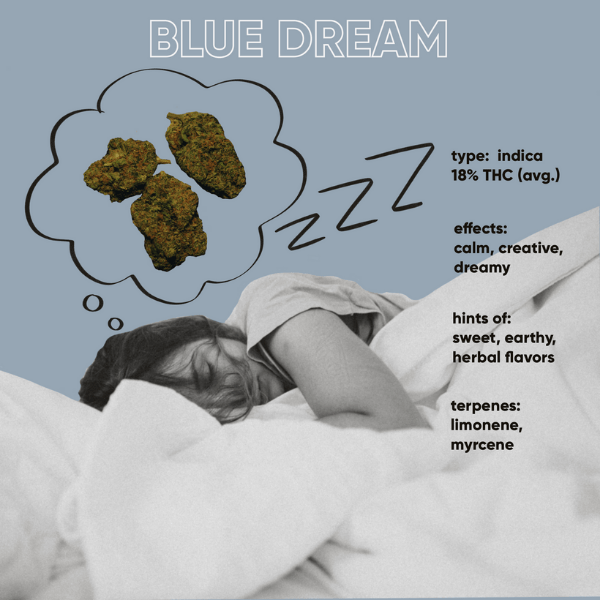 Blue Dream medical cannabis.