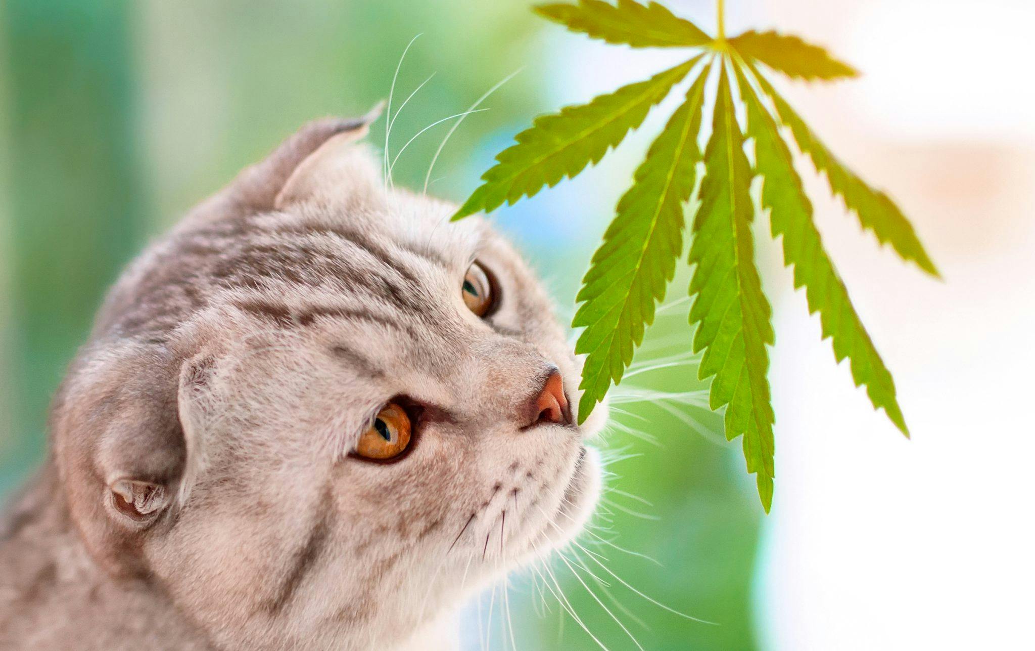 Blog_Are-cannabis-plants-toxic-to-cats-and-dogs