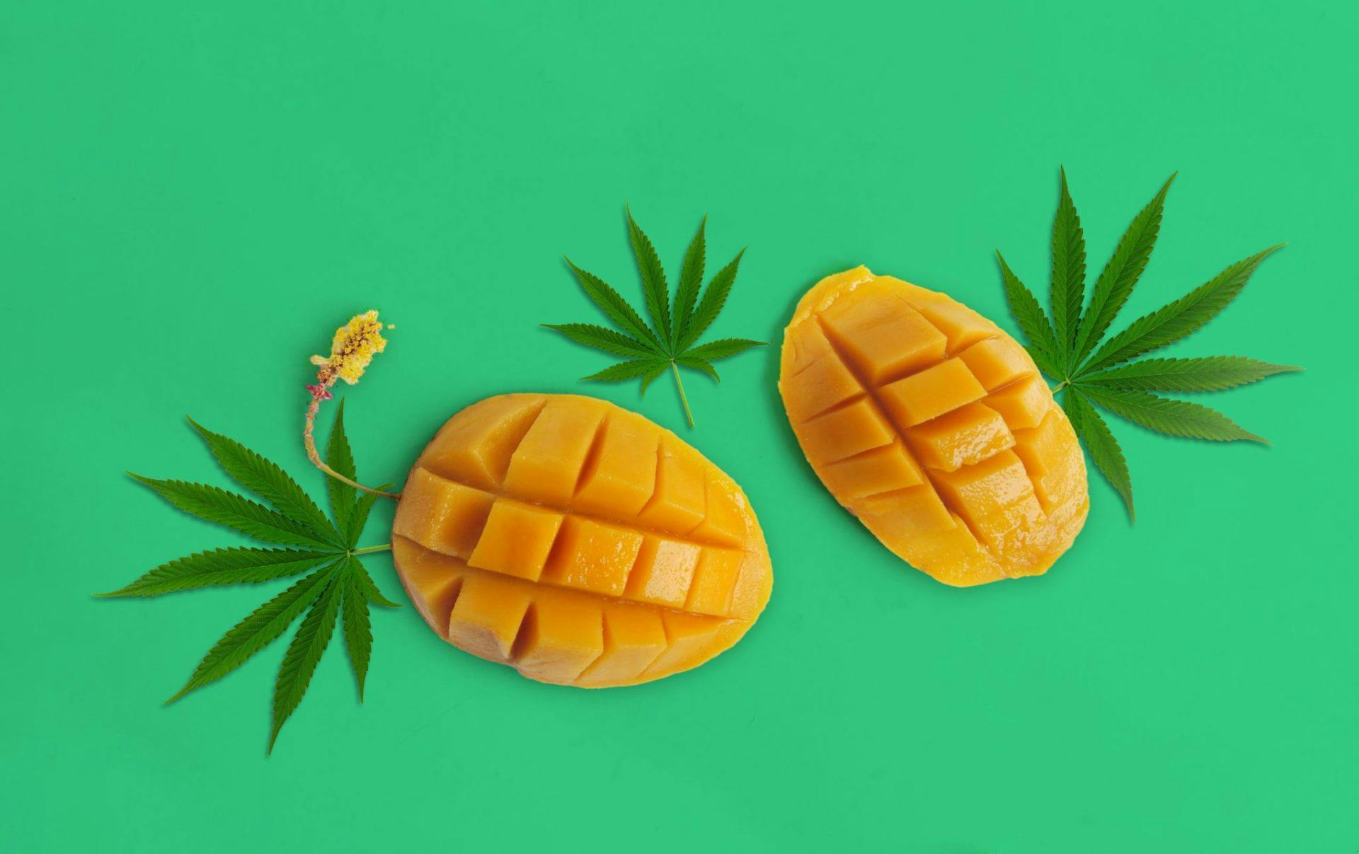 mango sliced into halves and crosswise cuts in the flesh next to cannabis leaves on green background