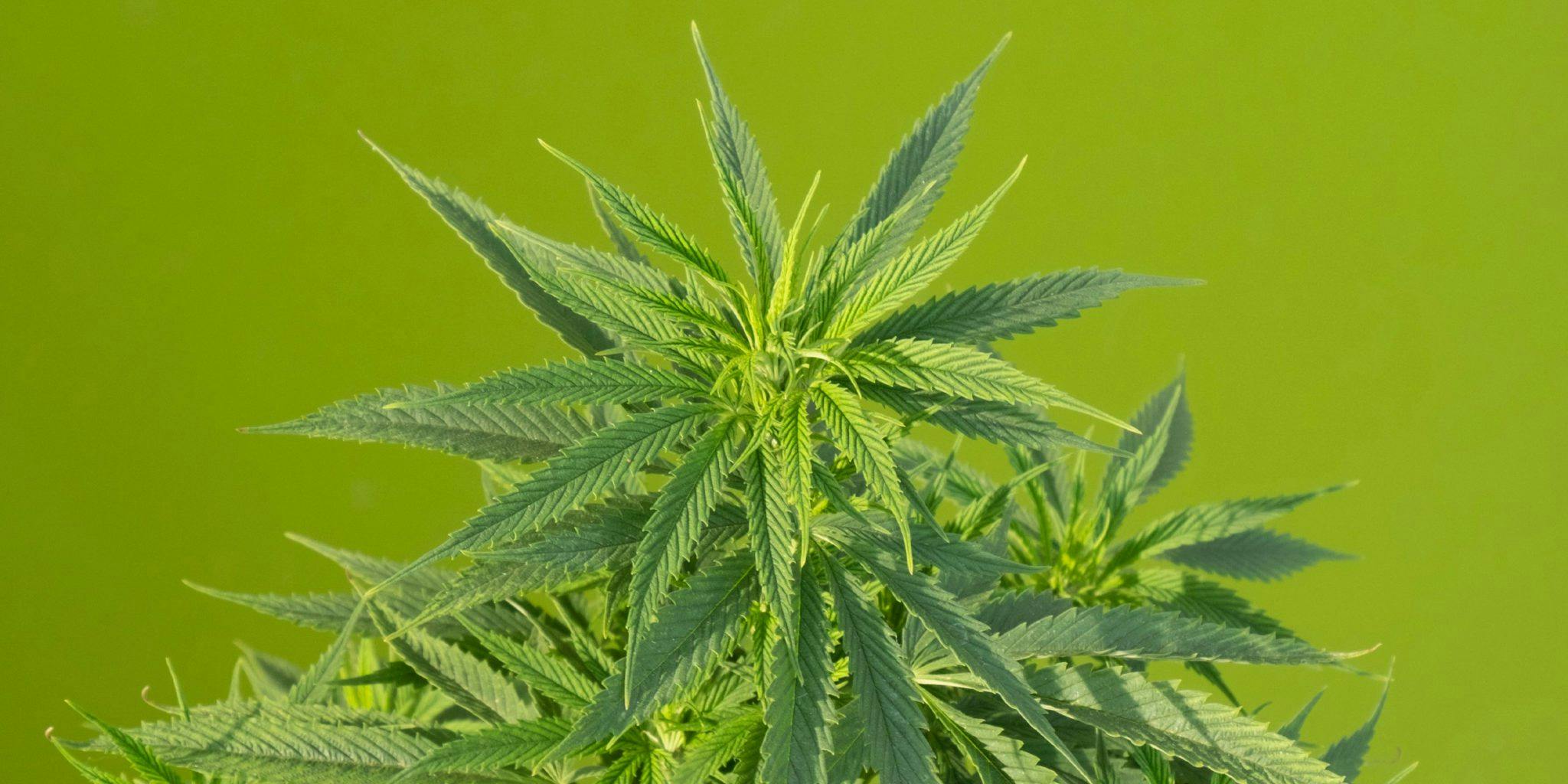marijuana plant, cannabidiolic acid