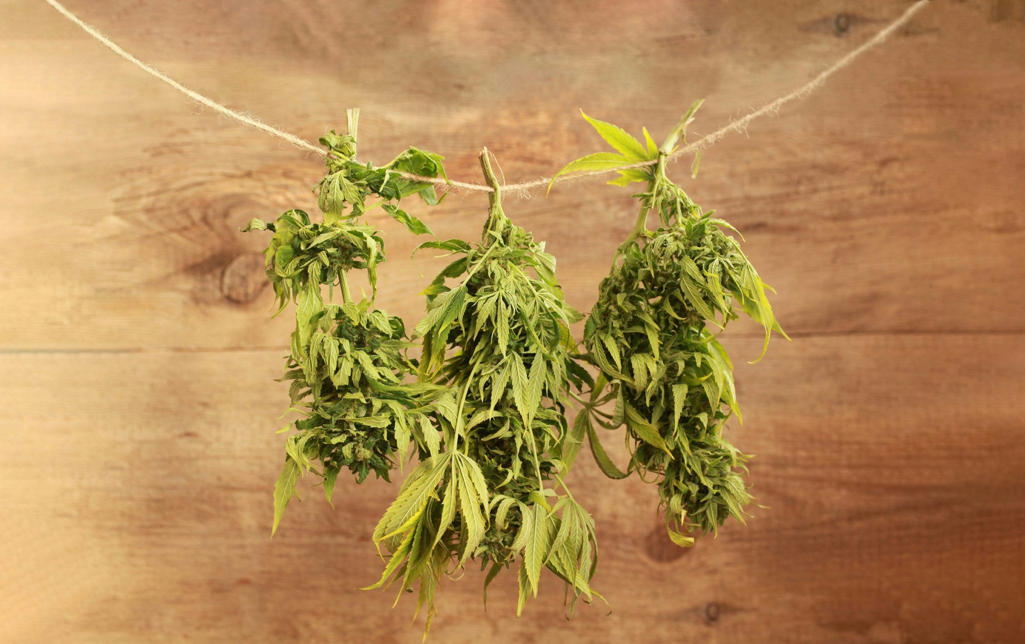 three cannabis buds hanging on a string
