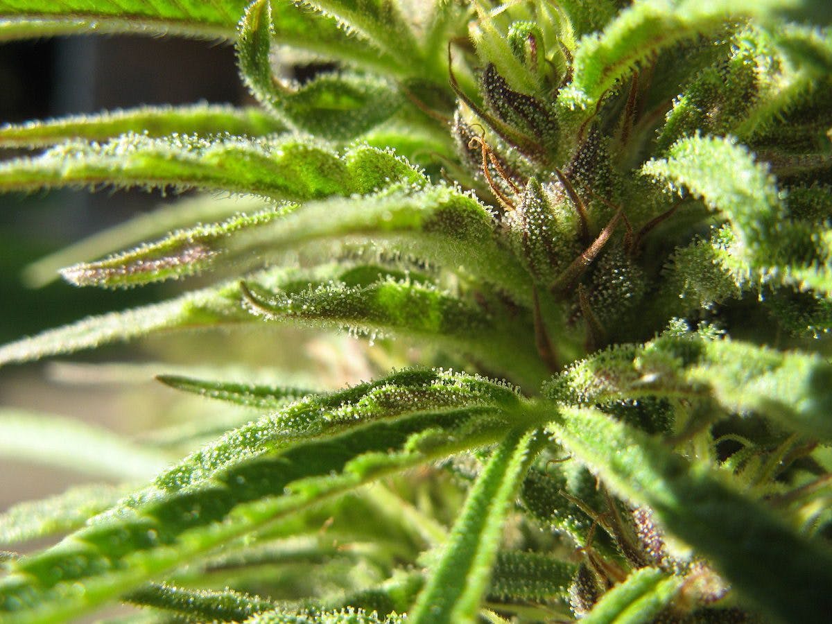 Female Cannabis Plant