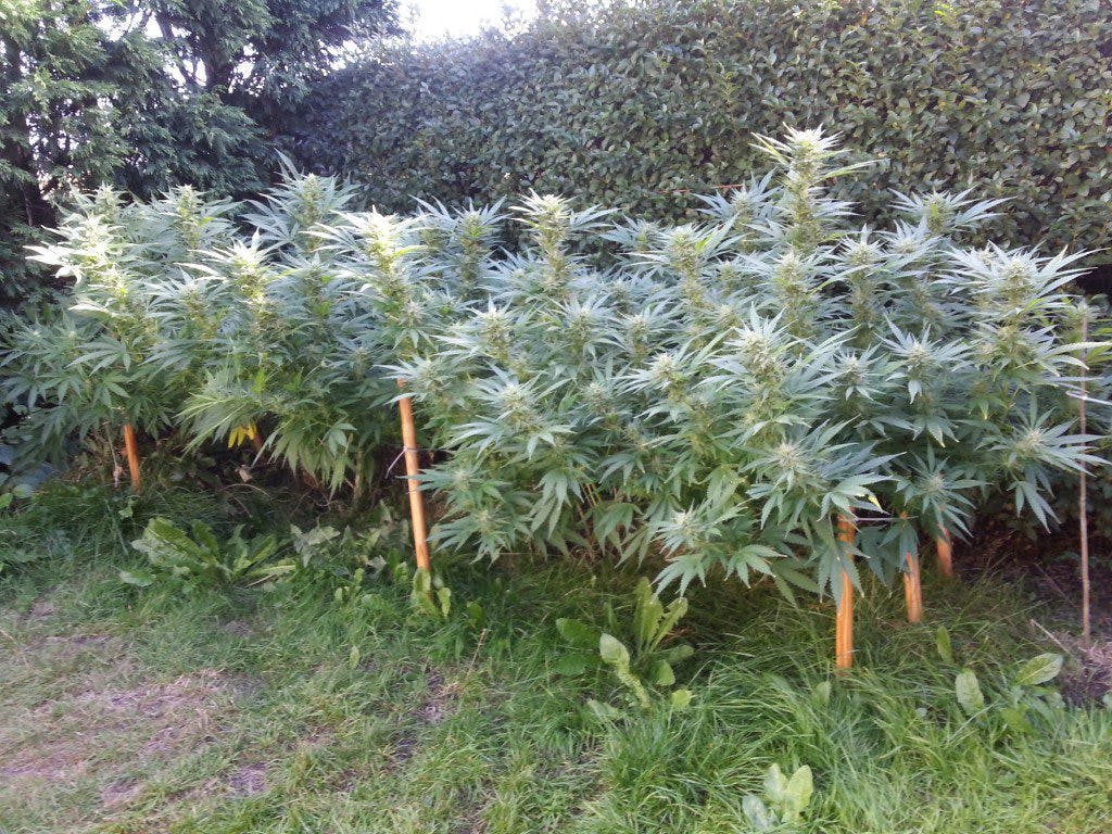 Outdoor ScrOG cannabis grow