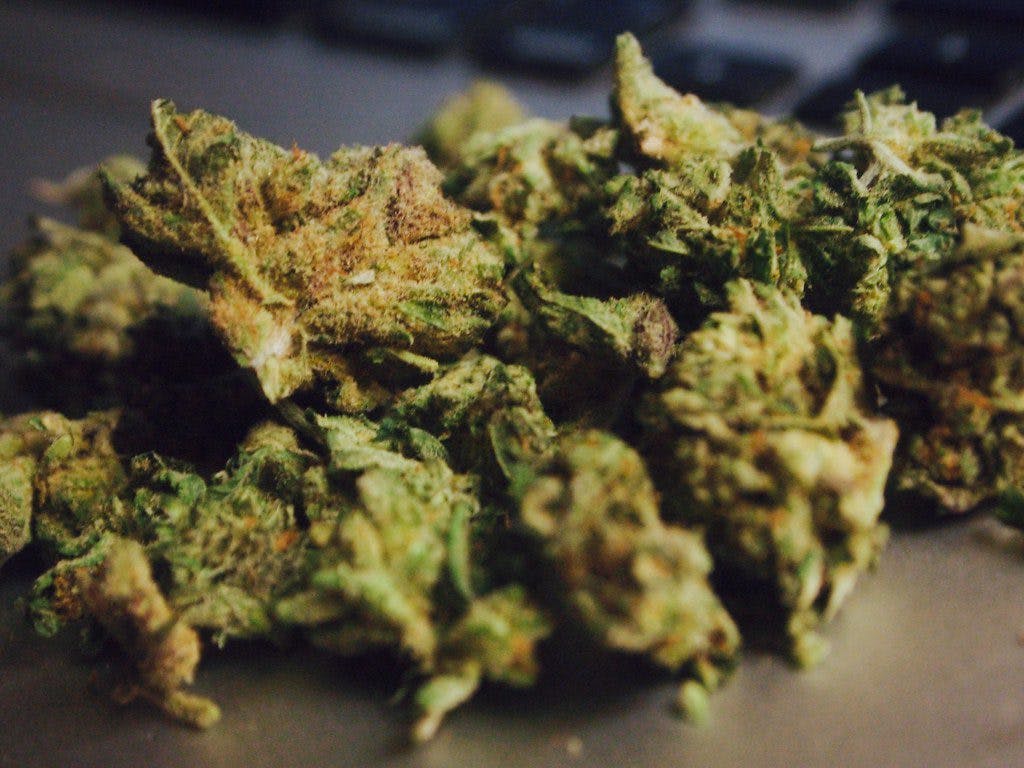 closeup gorilla glue strain cannabis