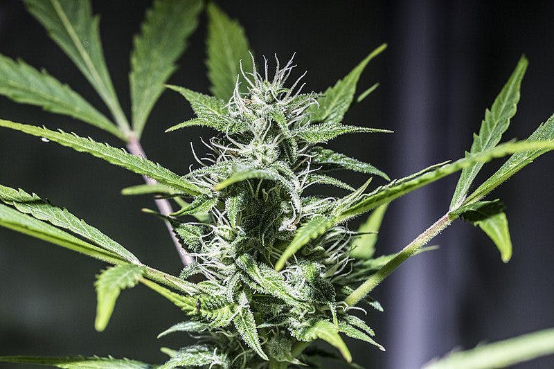 Flowering cannabis strain - Early Skunk