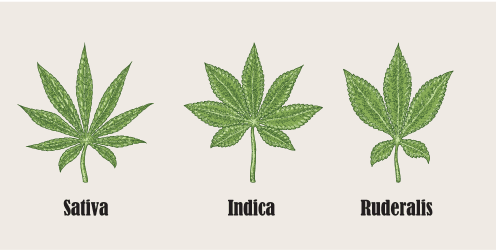 Cannabis ruderalis; Cannabis sativa; Cannabis indica