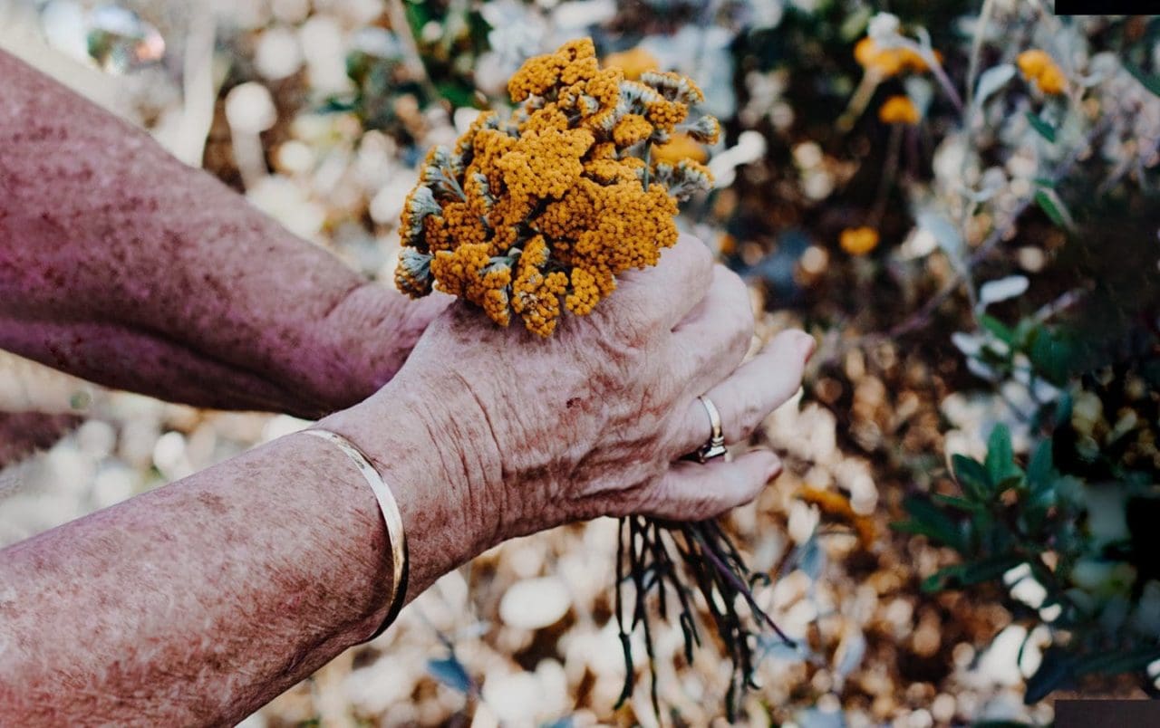 How cannabis can be used for parkinsons