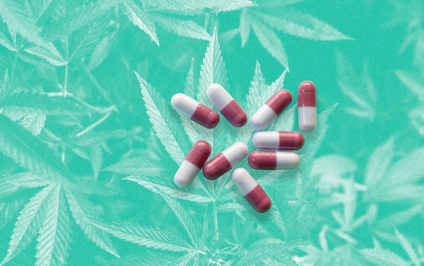 Could cannabis and cannabinoids be used to replace the need for addictive prescription medications?