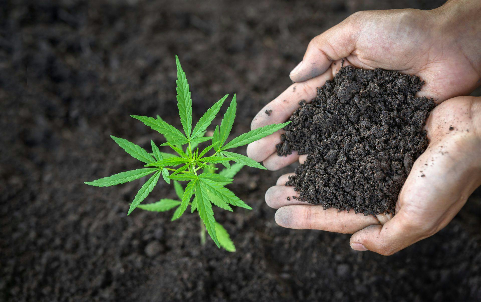 cannabis plant growing in dirt with human hands holding dirt